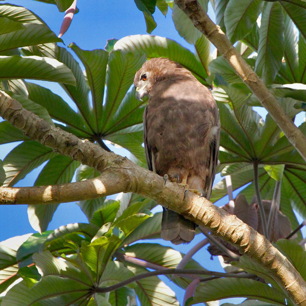 Bird watchers who stay in Volcano may see the ‘io, the only hawk species native to Hawai’i.
