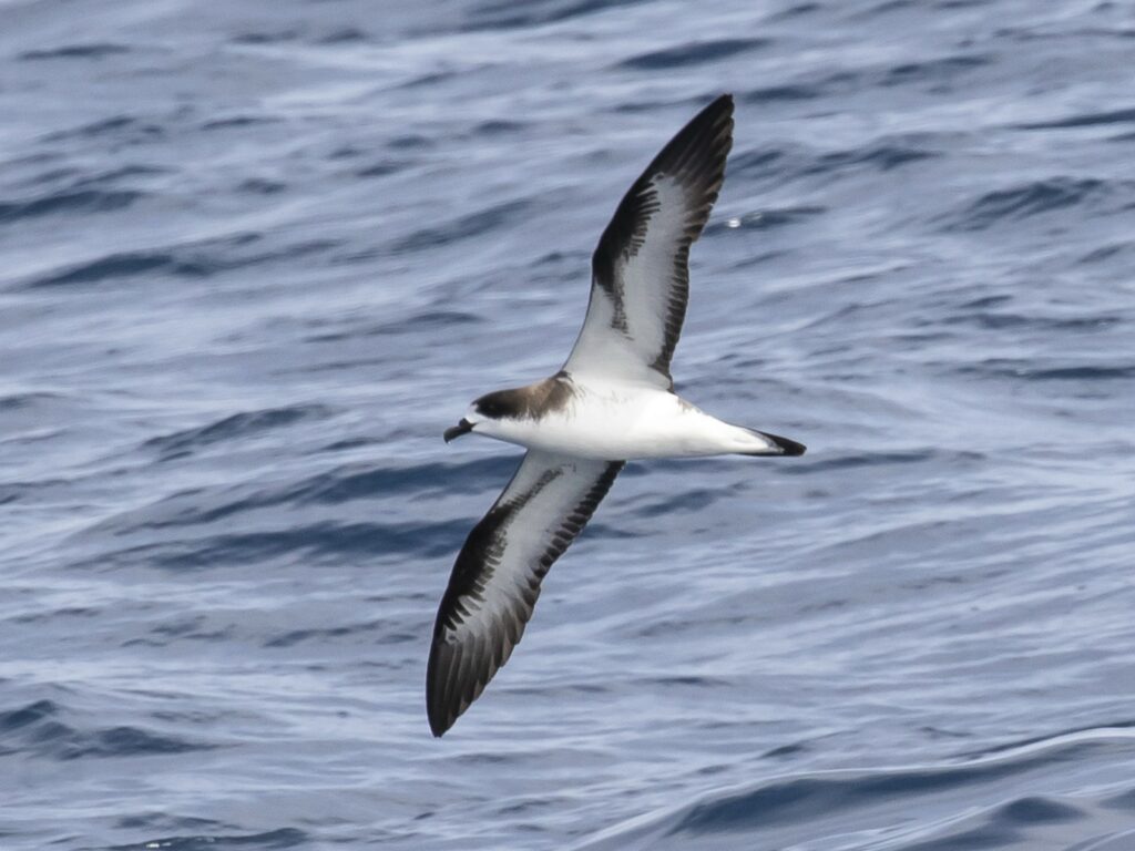 There are only a handful of the ʻuaʻu on the Big Island and the majority of their nests are found in Hawaiʻi Volcanoes National Park.
