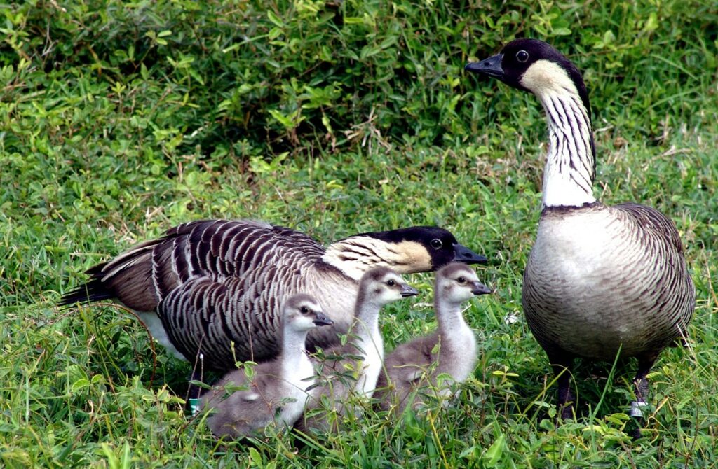 Hawaii's official state bird, the nēnē, is the rarest goose in the entire world.
