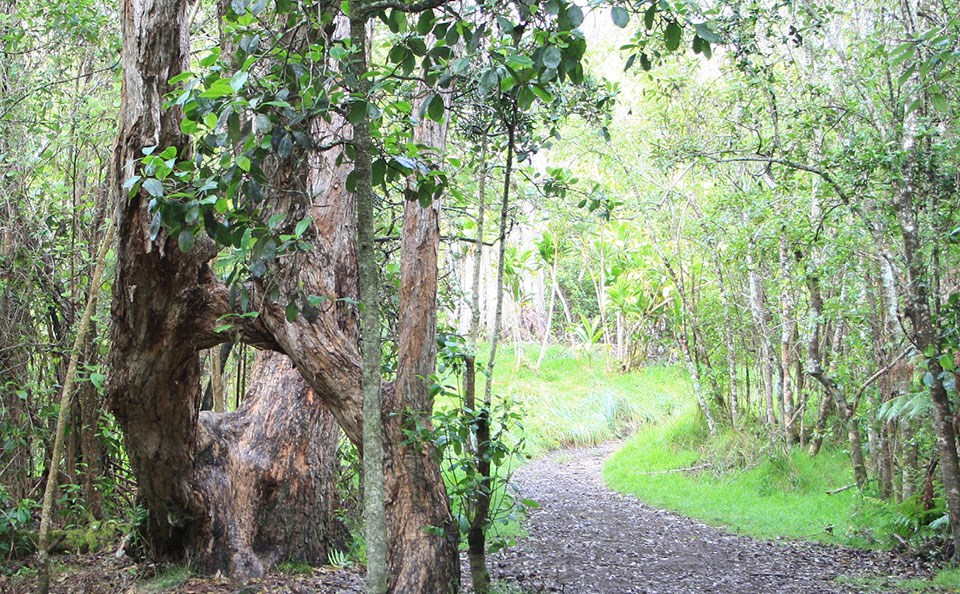 Find rare avian life while hiking on the Kipukapuaulu Trail (Bird Park). Don’t miss seeing and hearing the array of stunning birds on this kīpuka on the slopes of Mauna Loa in Hawaii Volcanoes National Park.