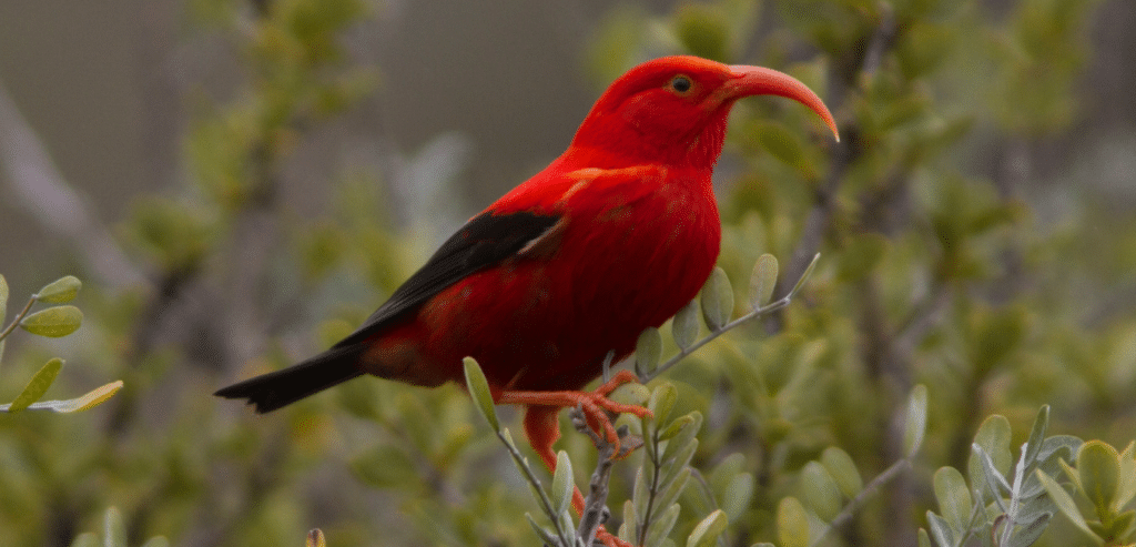 Experience Kīpukapuaulu’s Avian Life. See honeycreepers and more at Bird Park on the Big Island. 