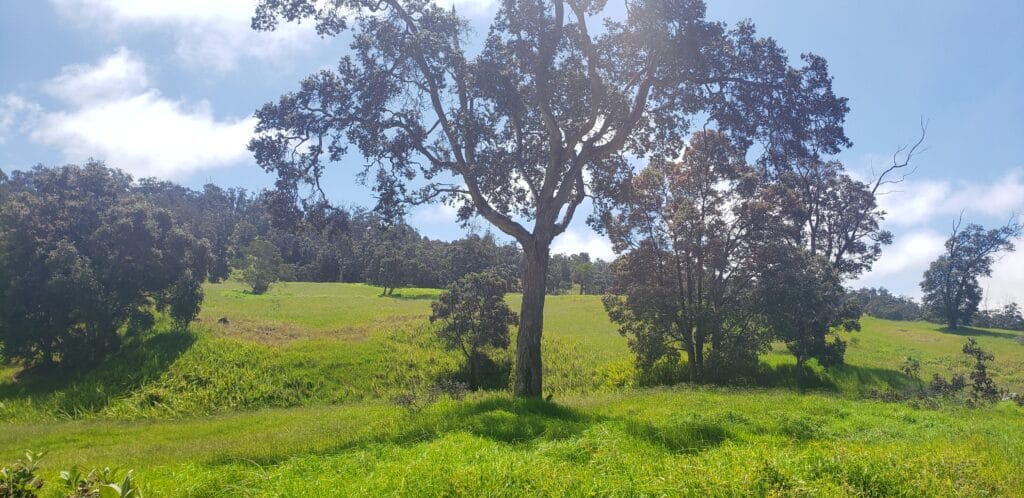 Add the Kona Trail and Glover Trail in Hawai’i Volcano National Park’s Kahuku Unit back to your Big Island itinerary.